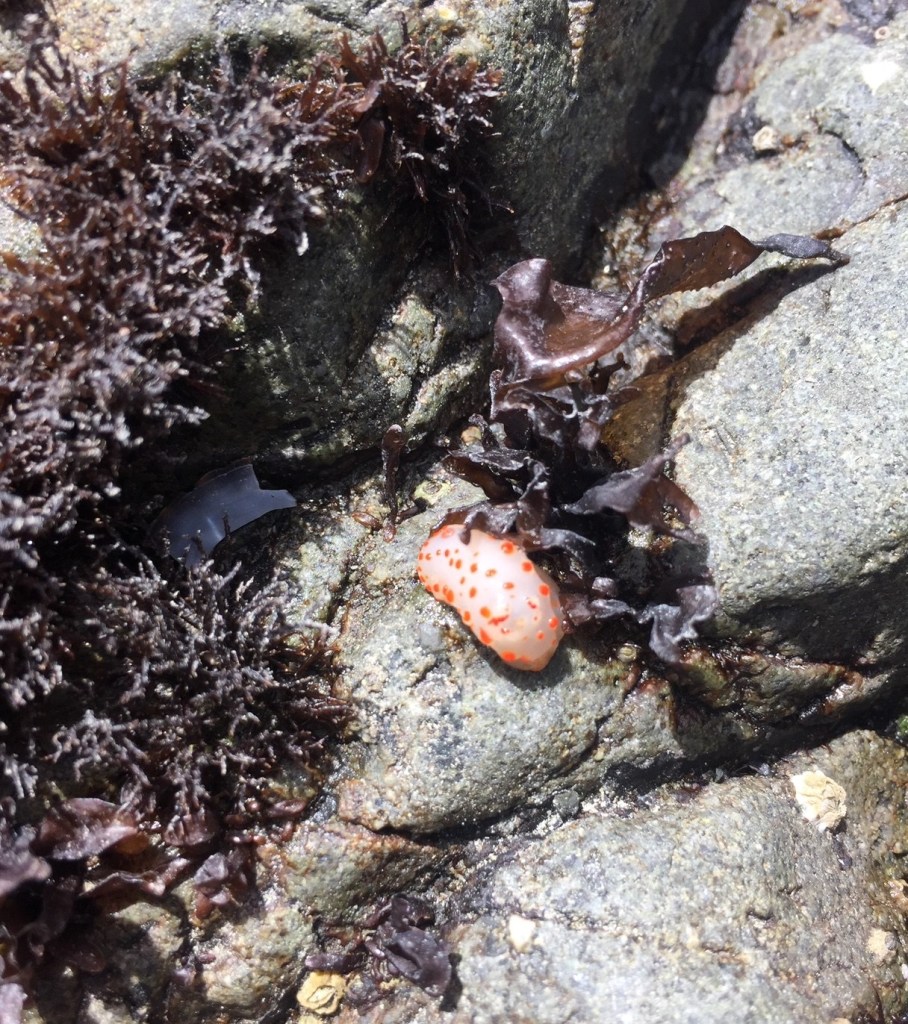 it's a nudibranch! in a northern california tide pool