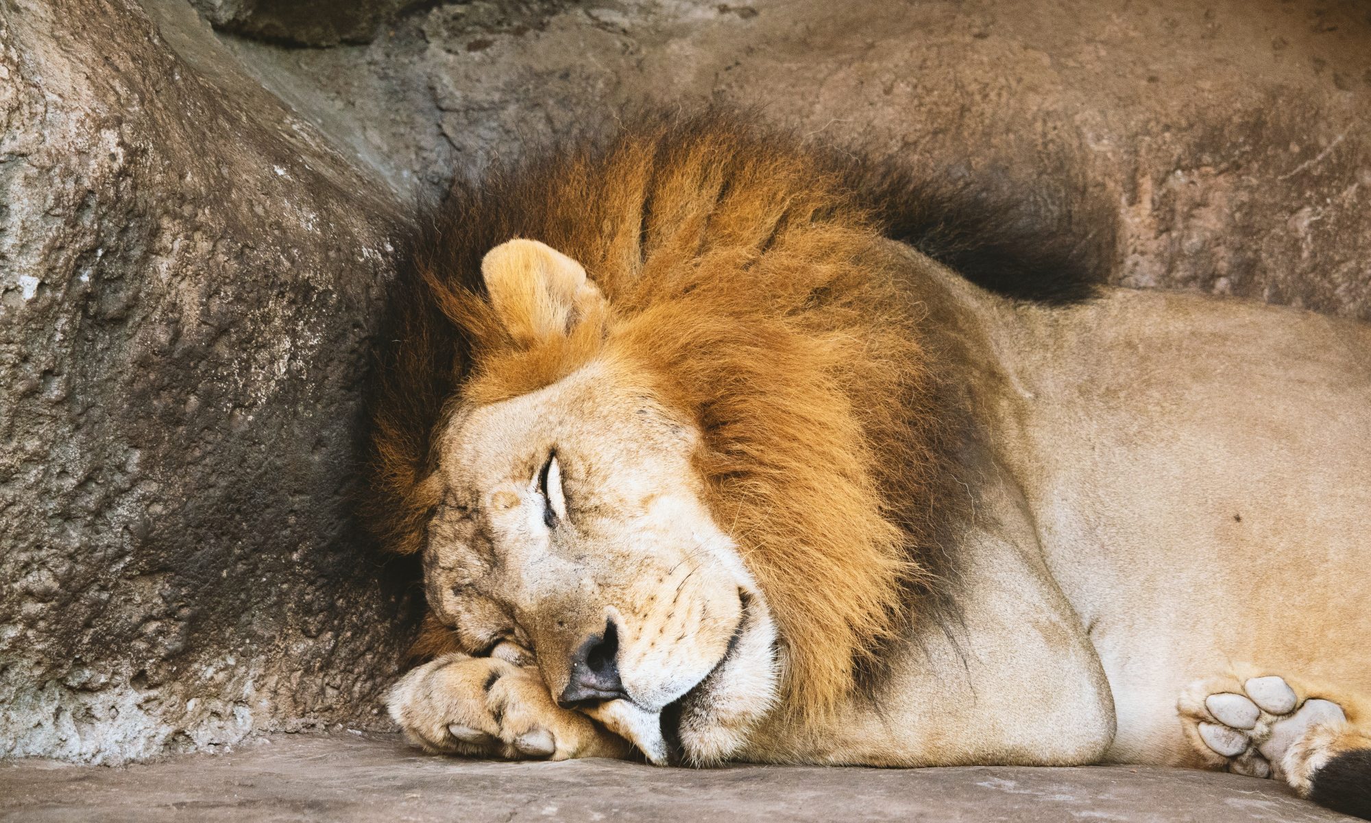 a very cuddly lion that probably won't be so cuddly once he wakes up