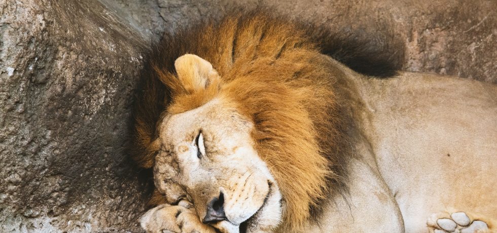 a very cuddly lion that probably won't be so cuddly once he wakes up