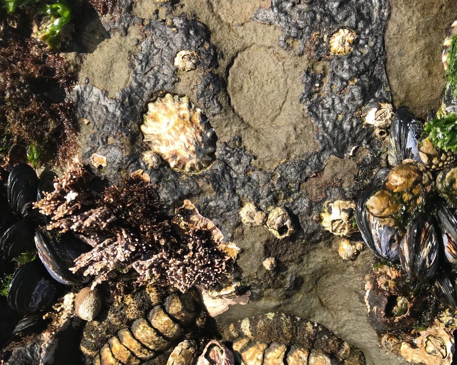 tide pool in santa cruz with chitons and limpets