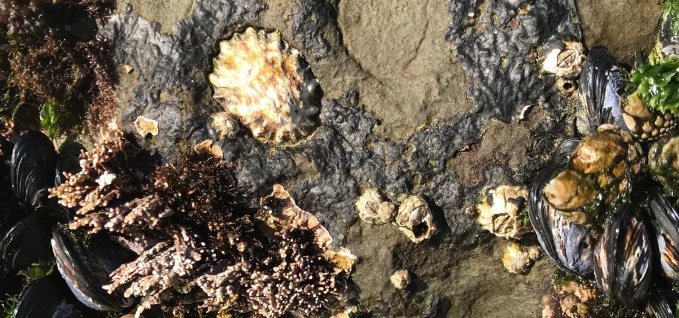 tide pool in santa cruz with chitons and limpets