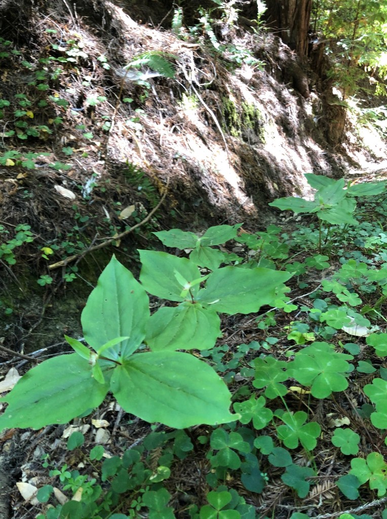 trillium, redwood forest, oxalis